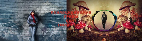 PSILOCYBIN Армянск